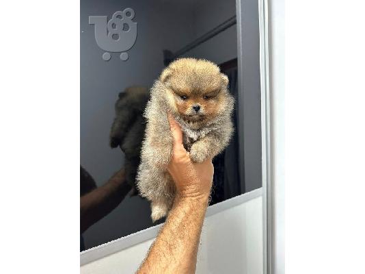 Κουτάβια Pomeranians
